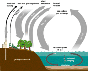Global Carbon Cycle